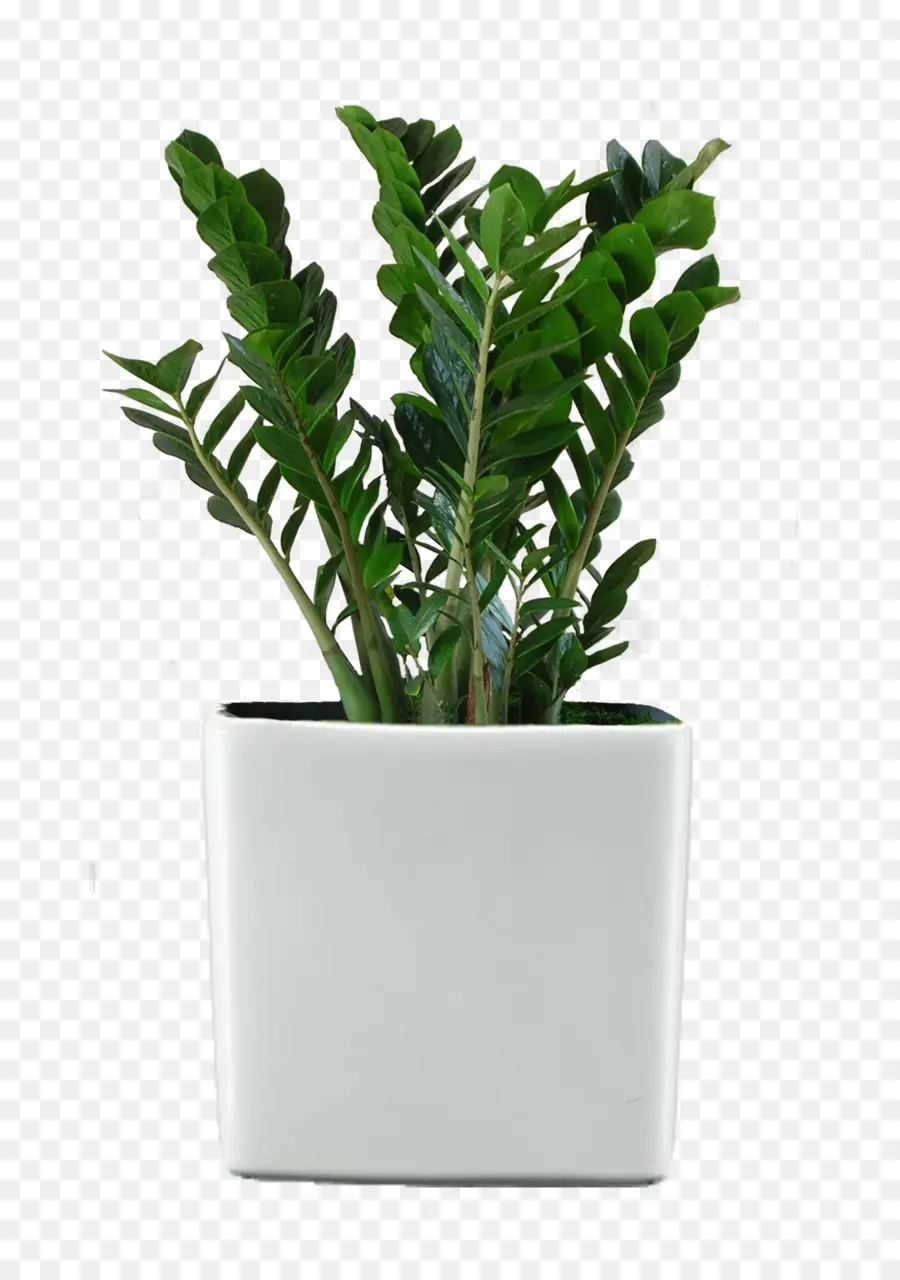 фикус Retusa，комнатное растение PNG