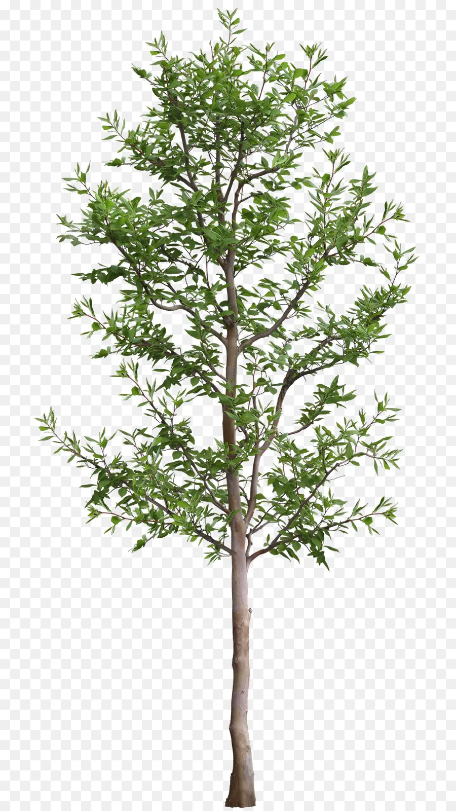 дерево，Формат Dwg PNG