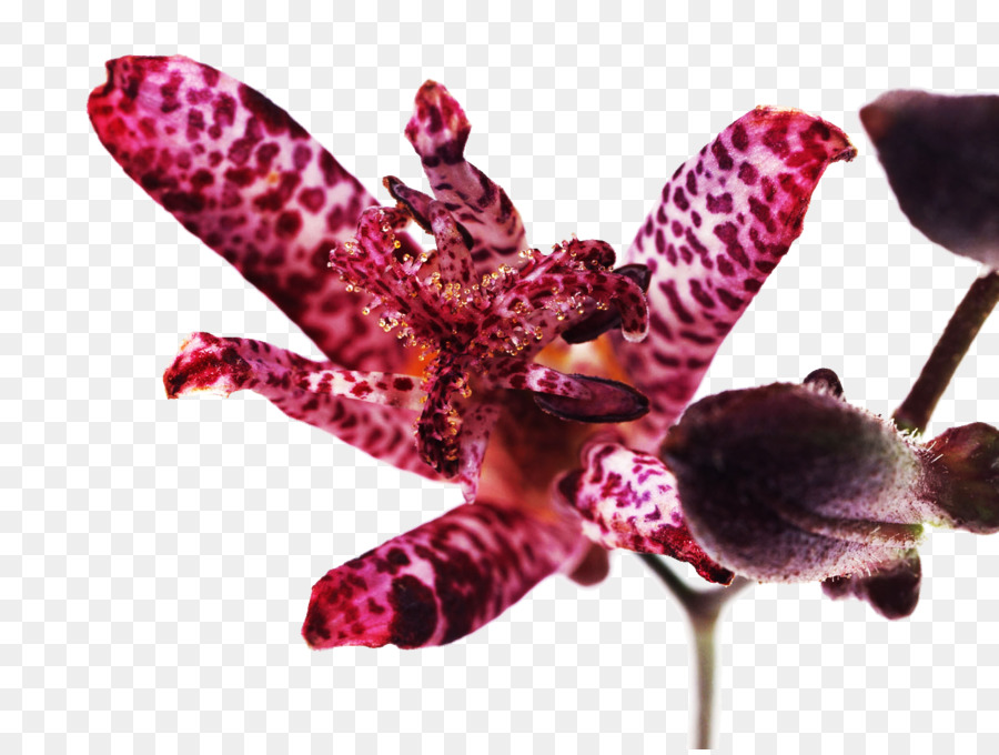 гойм，цветок PNG