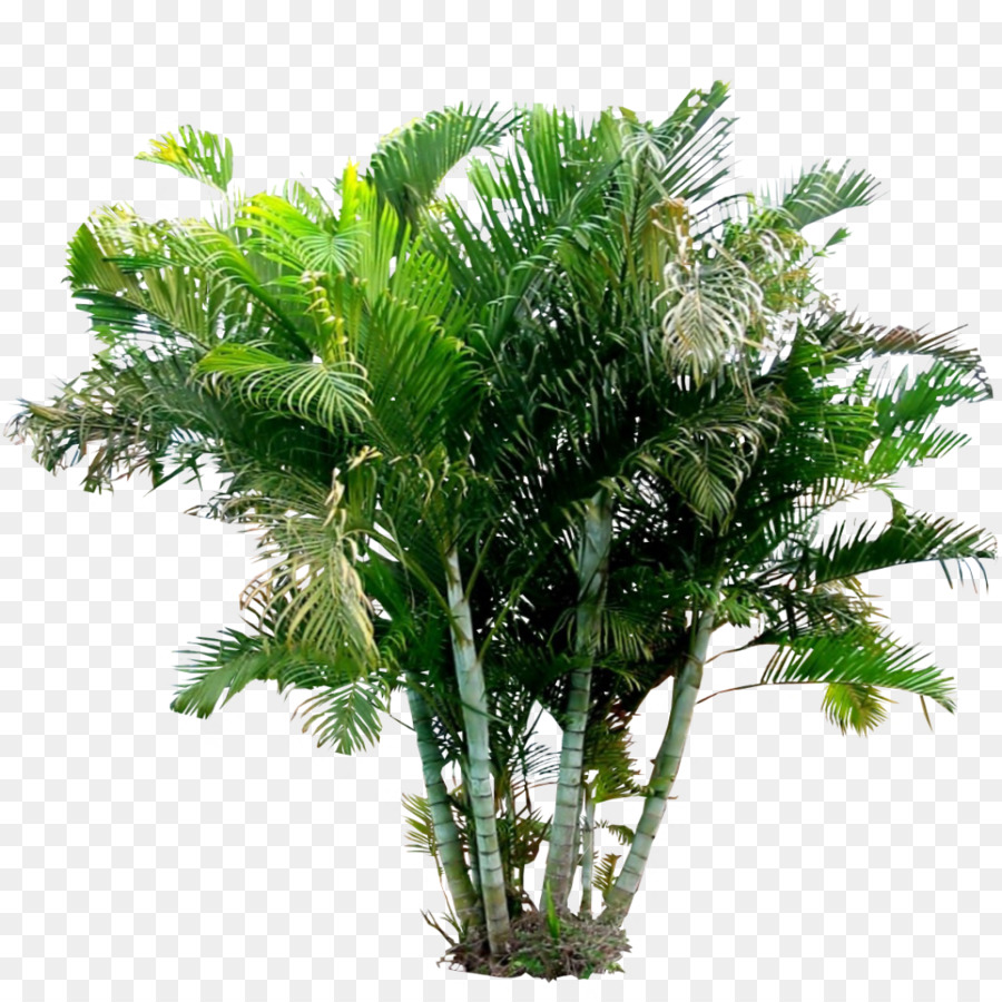 Arecaceae，Арековая Пальма PNG