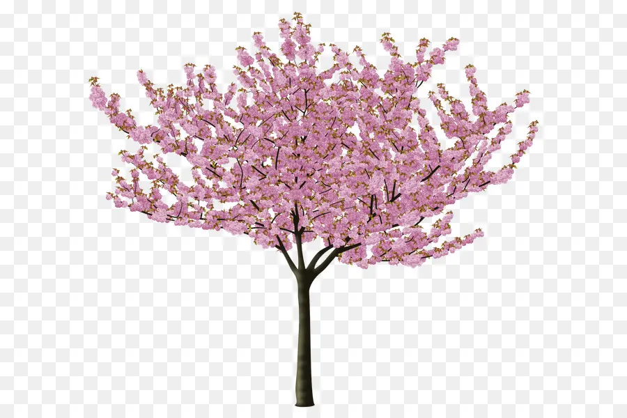 вишни，дерево PNG