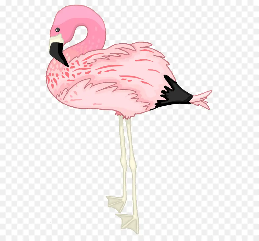 фламинго，рисунок PNG