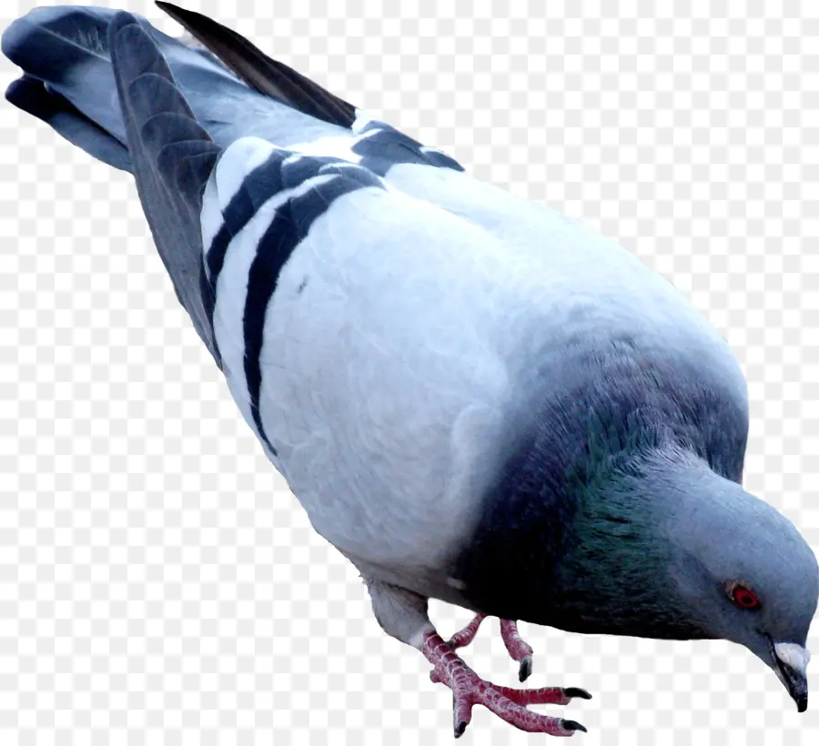 Columbidae，Домашний голубь PNG