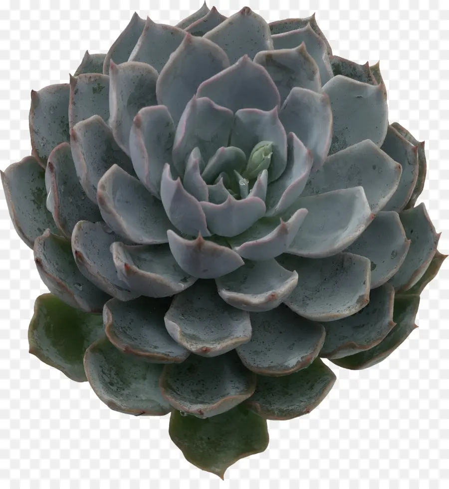суккулентное растение，кактусовых PNG