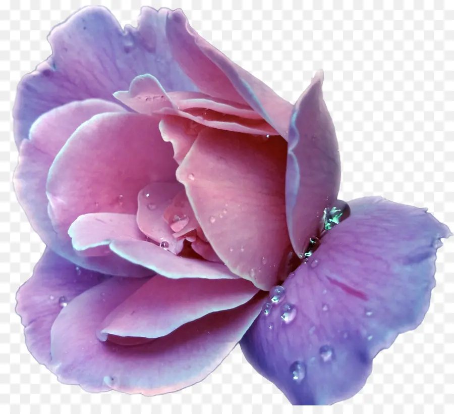 лаванда，цветок PNG