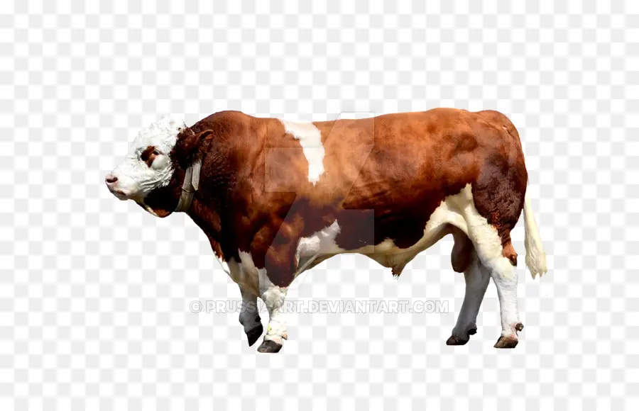 Брахман крупного рогатого скота，крупный рогатый скот PNG