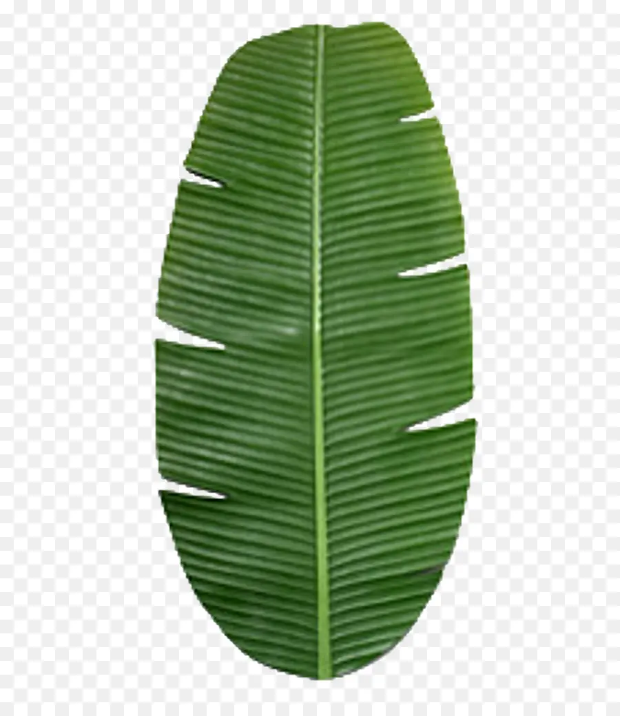 банановые листья，лист PNG