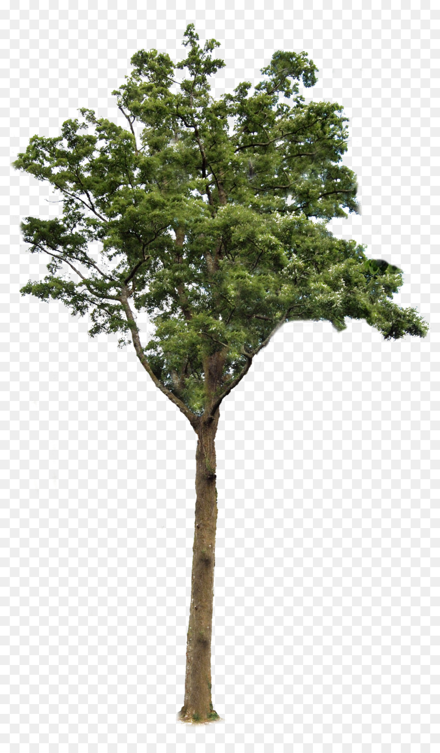 дерево，корень PNG