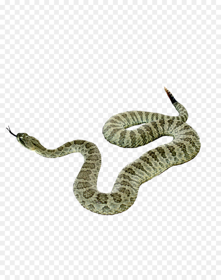 змея，форматы файла изображения PNG
