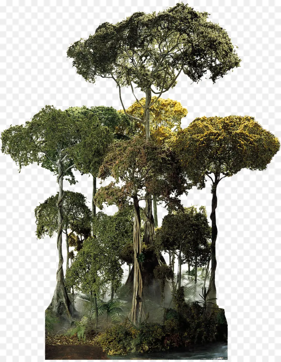 национальный лес Эль юнке，Амазонки PNG