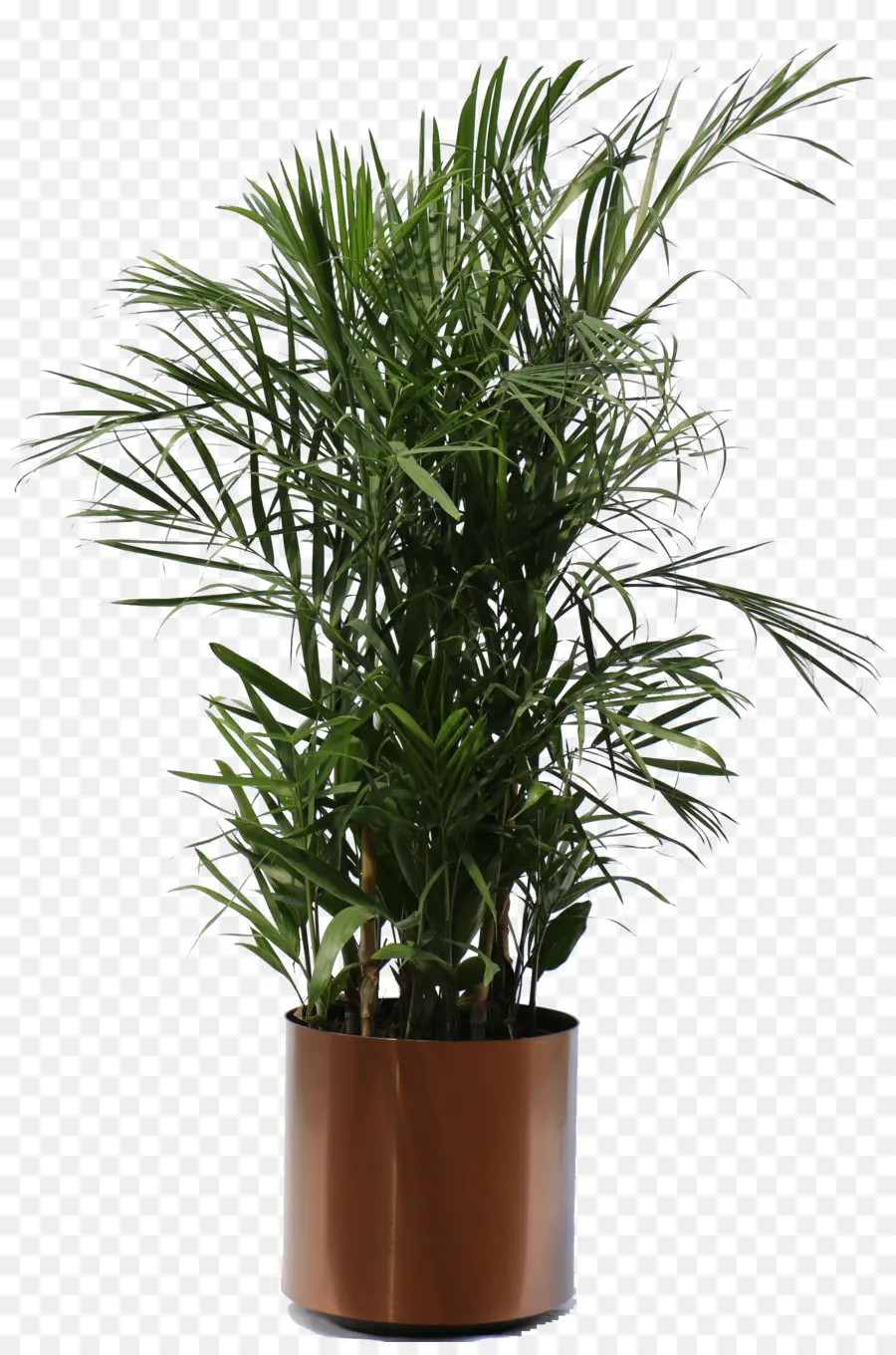 плакучая фига，комнатное растение PNG
