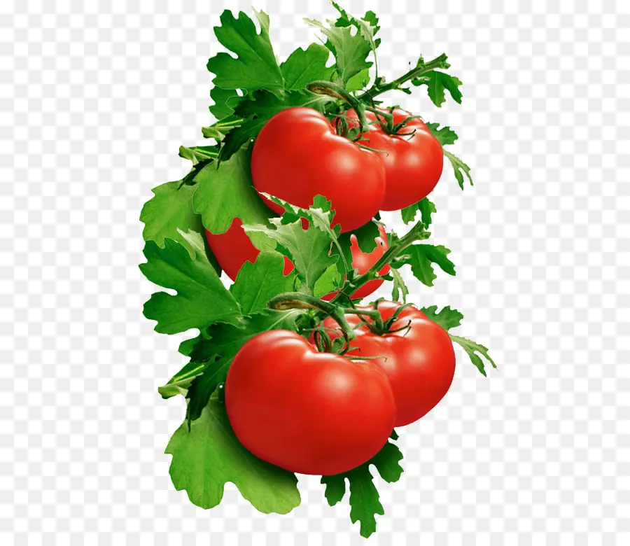итальянский томатный пирог，помидор PNG
