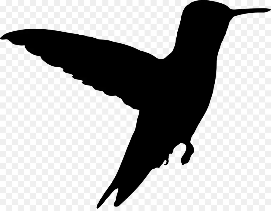 Колибри，птица PNG