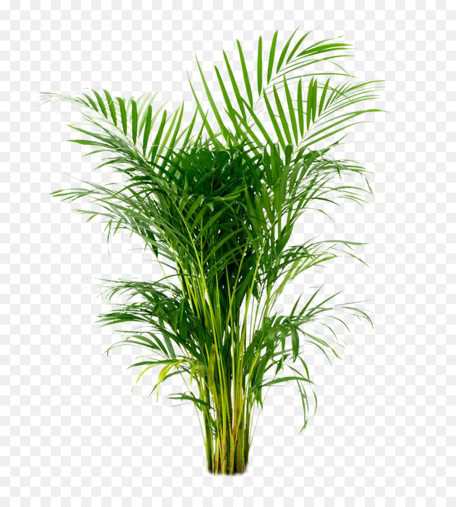 арековая Пальма，Arecaceae PNG