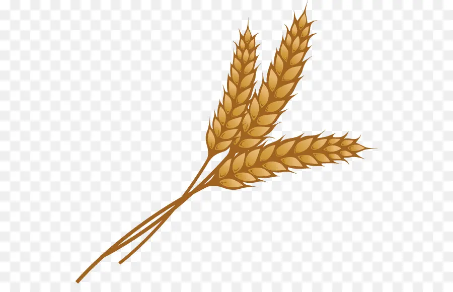 пшеницы，ухо PNG