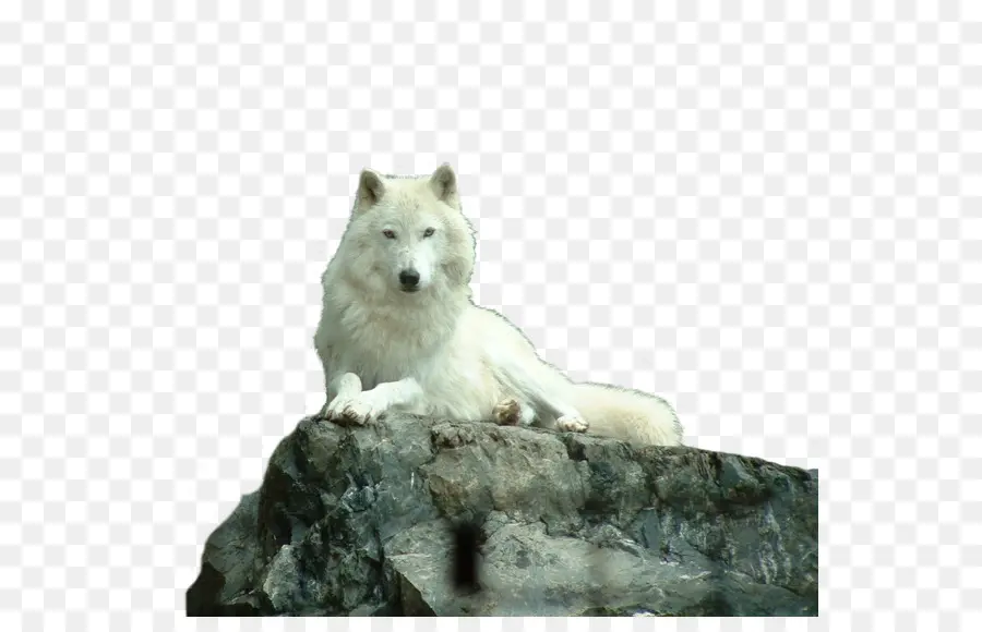 собака，арктический волк PNG