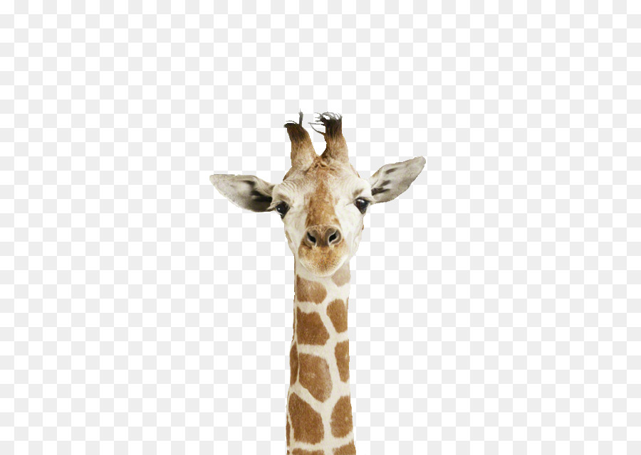 белый жираф，Сетчатый жираф PNG