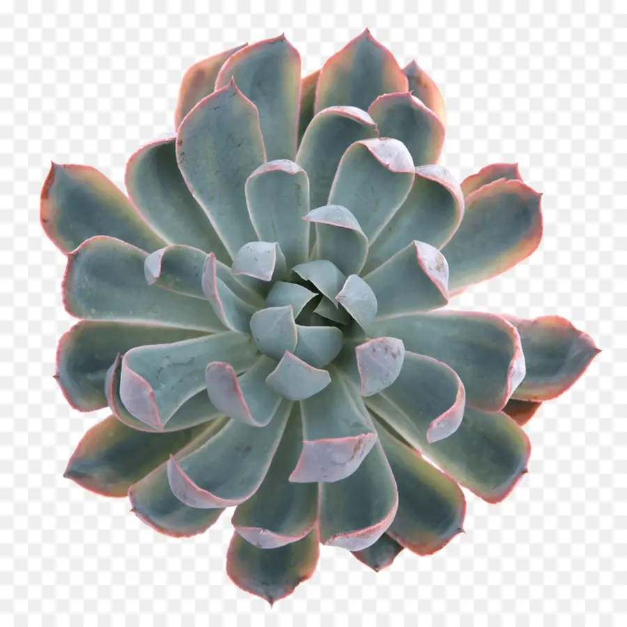 герона，суккулентное растение PNG