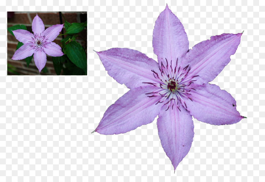 кожаный цветок，цветок PNG