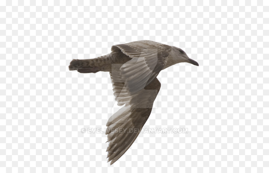 чайки，птица PNG