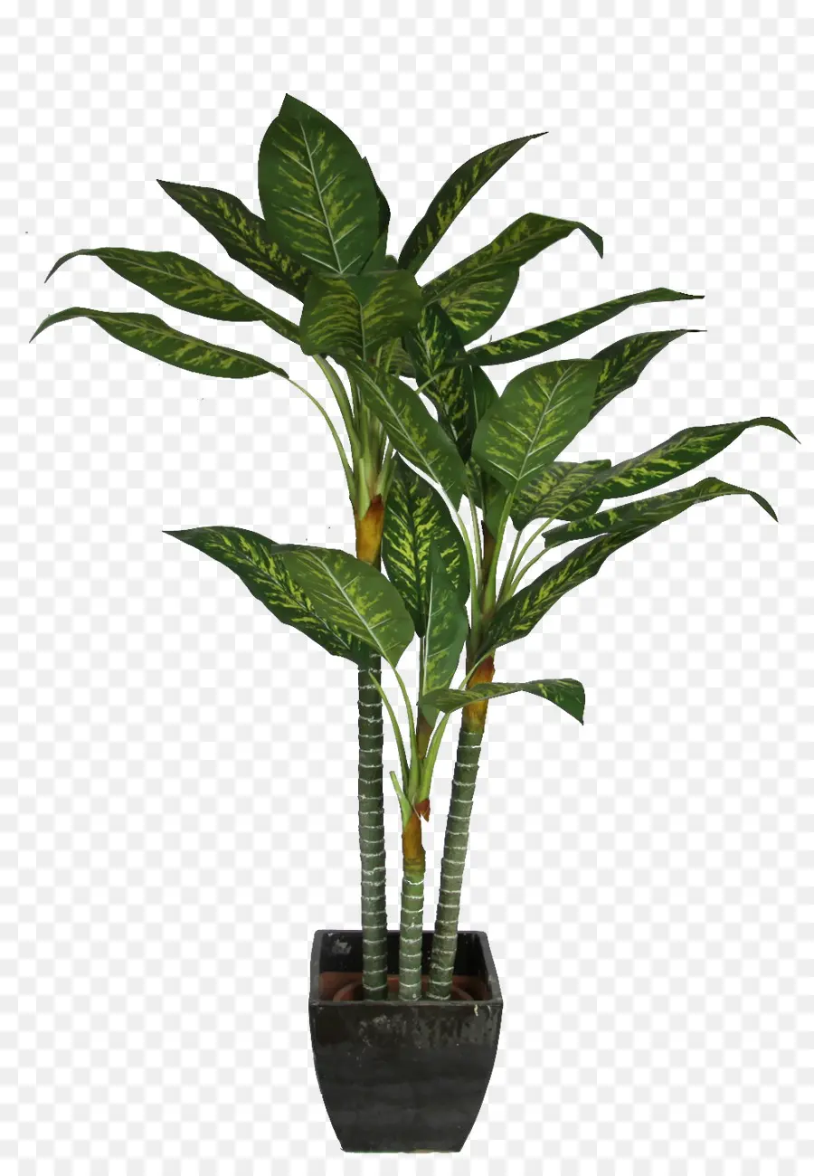 драцена фрагранс，комнатное растение PNG