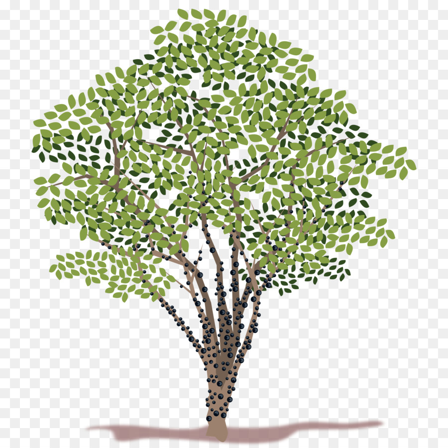 дерево，жаботикаба PNG