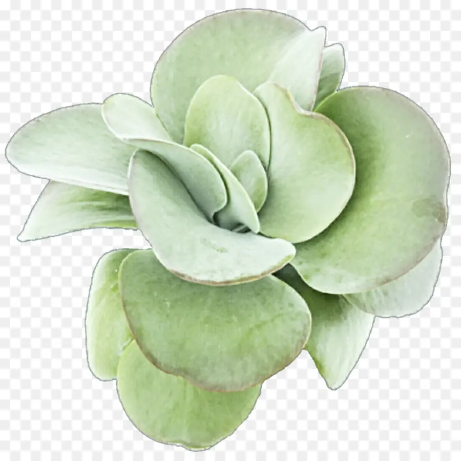 суккулентное растение，лист PNG