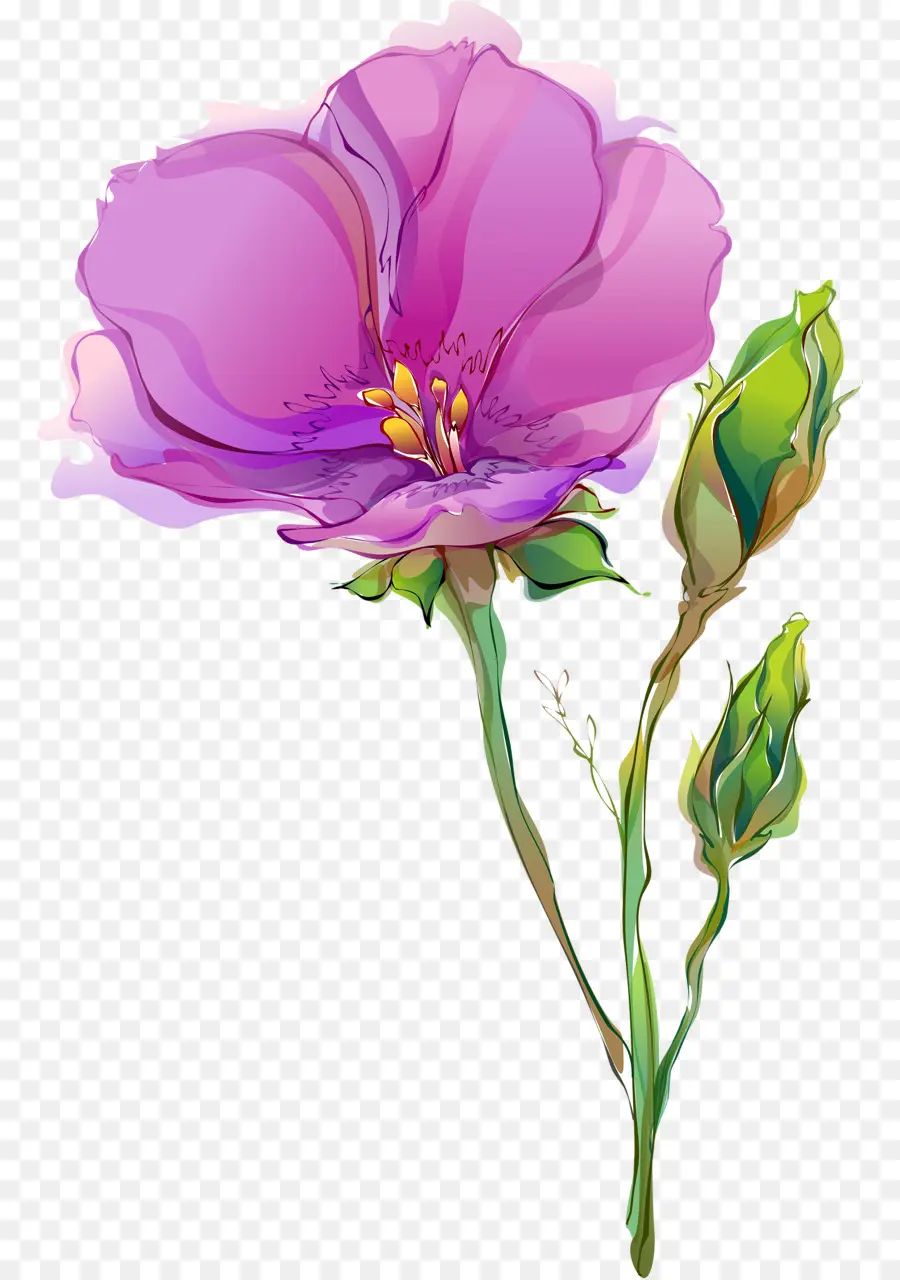 цветок，тюльпан PNG