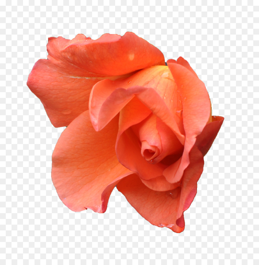 розы сентифолии，оранжевый PNG