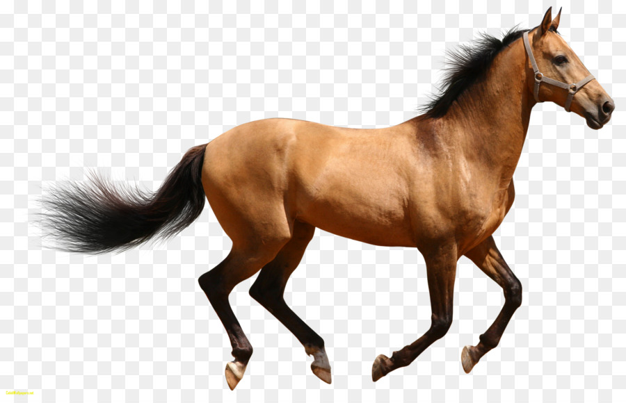 Американские Четверть Лошадь，Фризская лошадь PNG