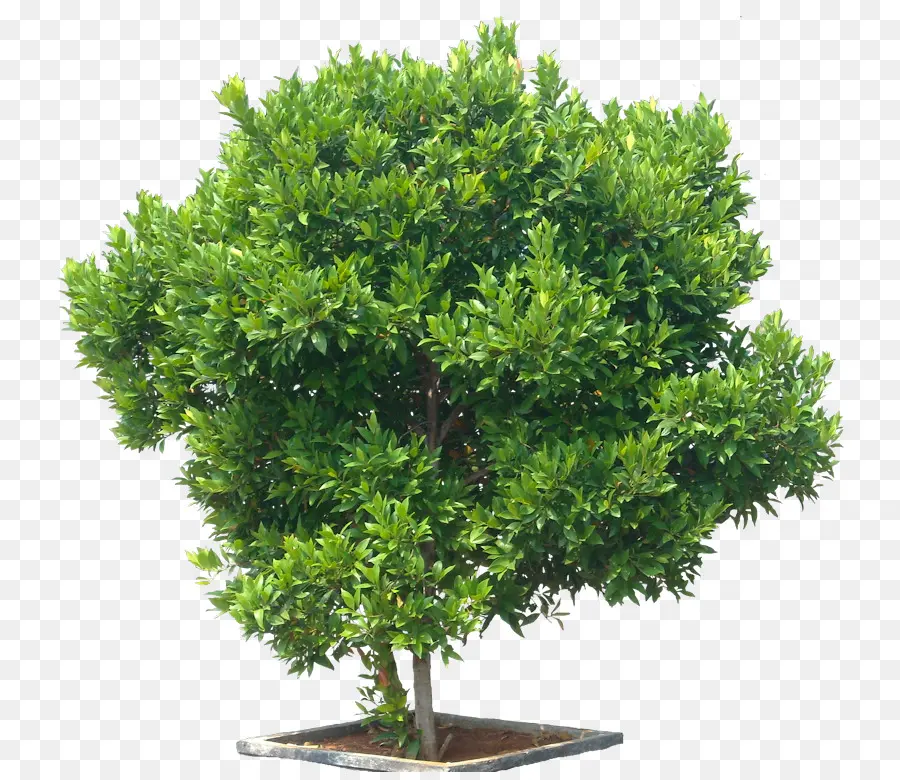 сизигиум Paniculatum，дерево PNG