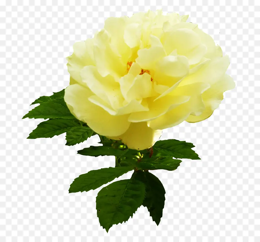 розы сентифолии，желтый PNG