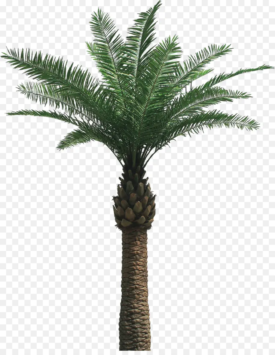 Arecaceae，инкапсулированный Postscript PNG