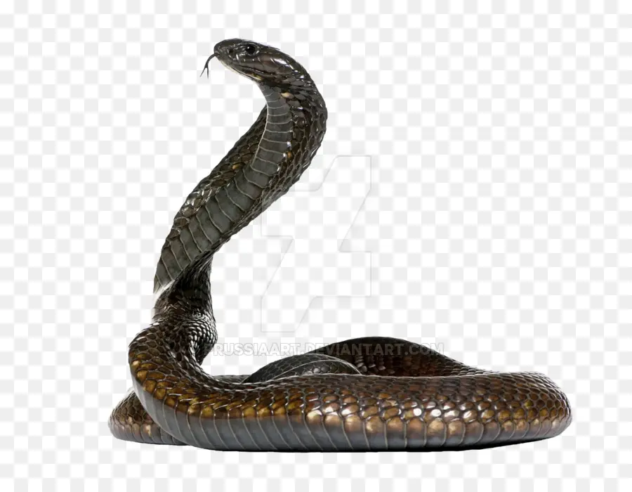 египетская Кобра，змея PNG