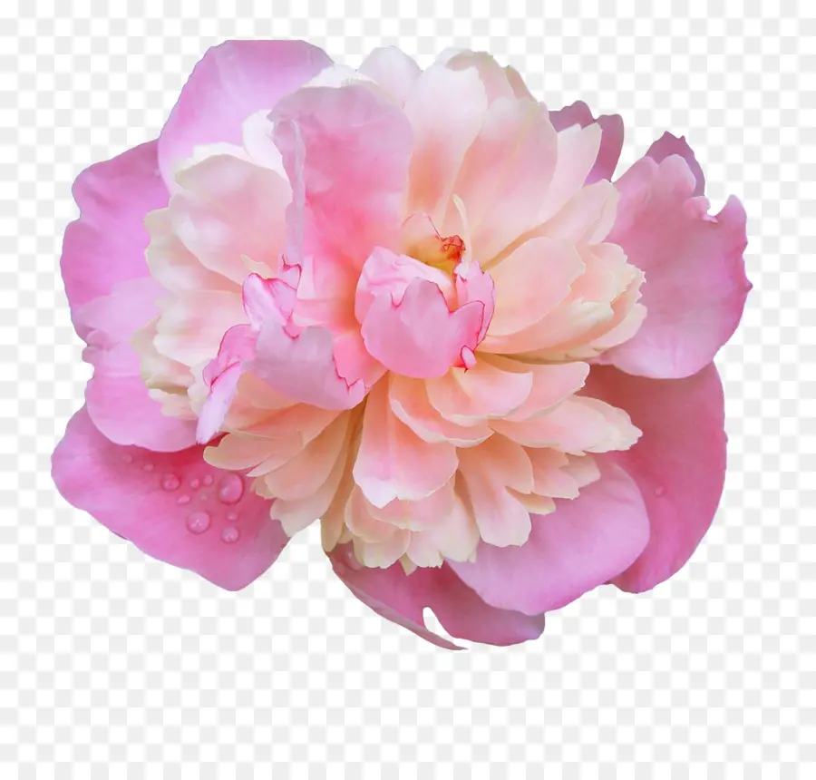 цветок，розовые цветы PNG