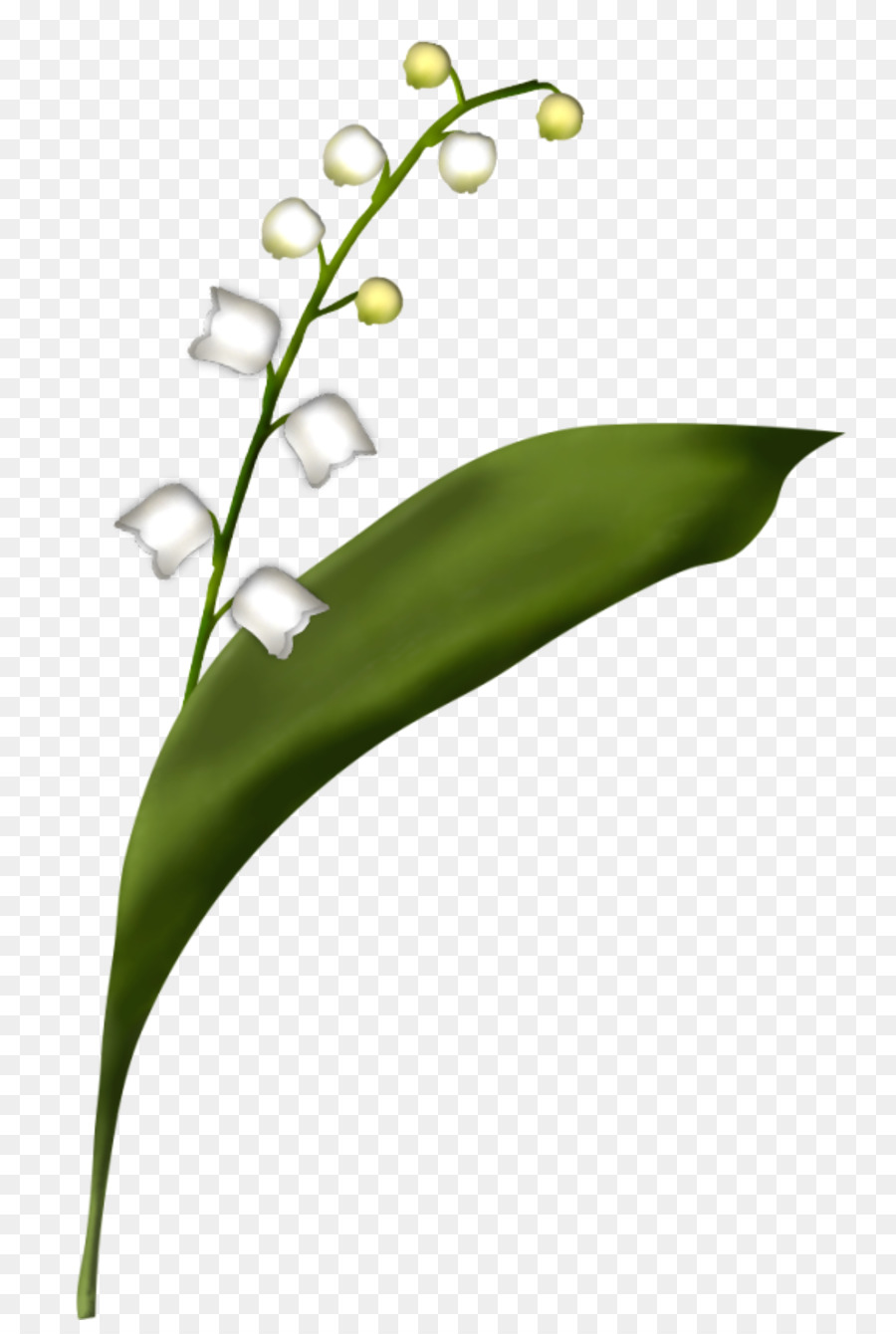 цветок，ландыш PNG