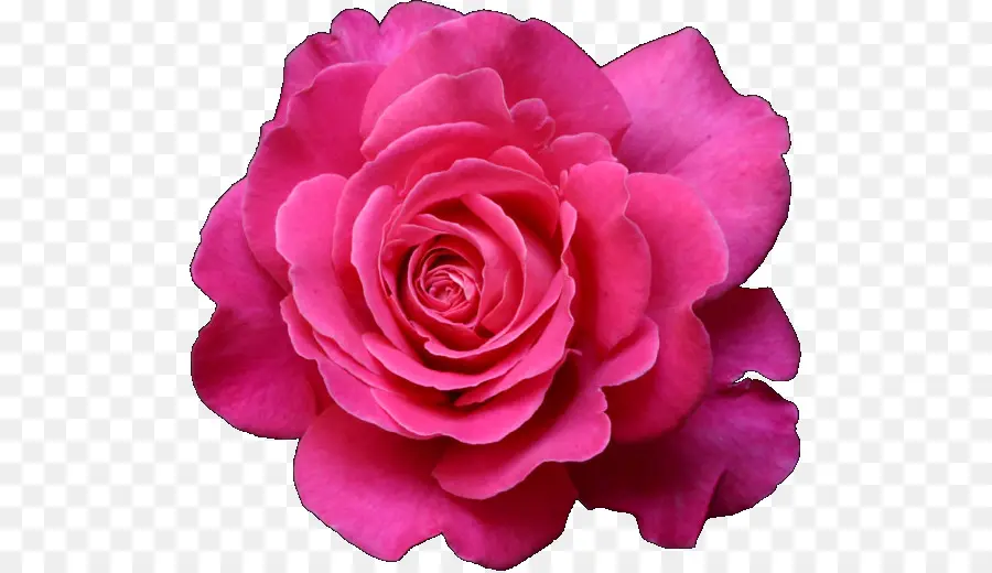 сад роз，цветок PNG