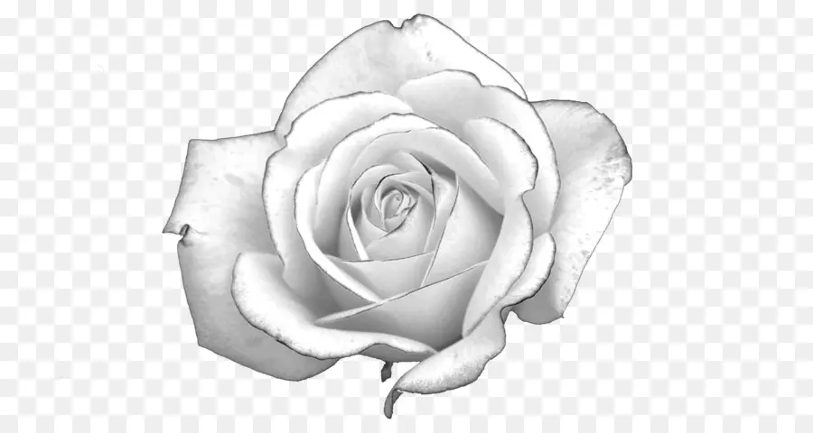 белая роза，свет PNG