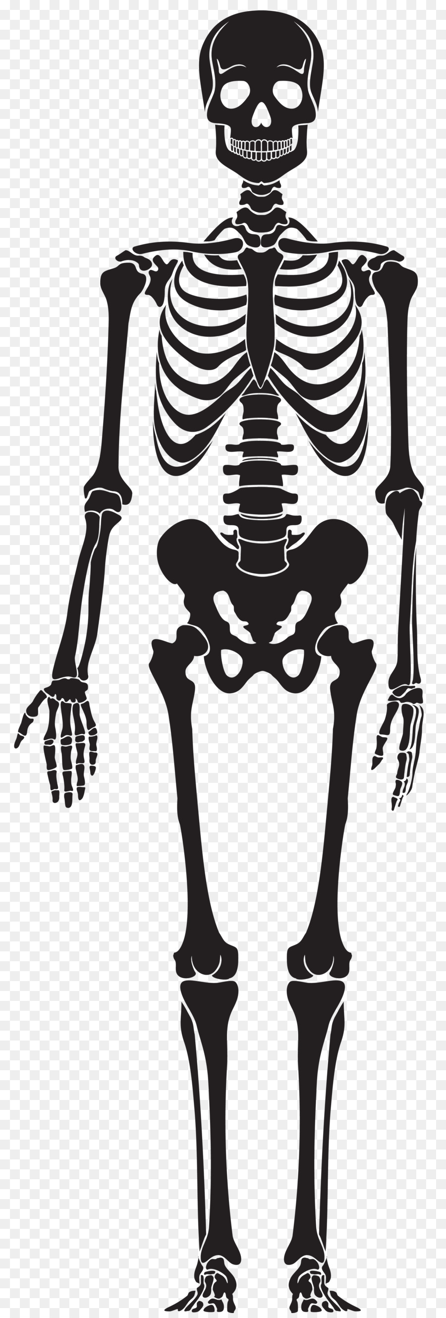 Скелет человека картинка