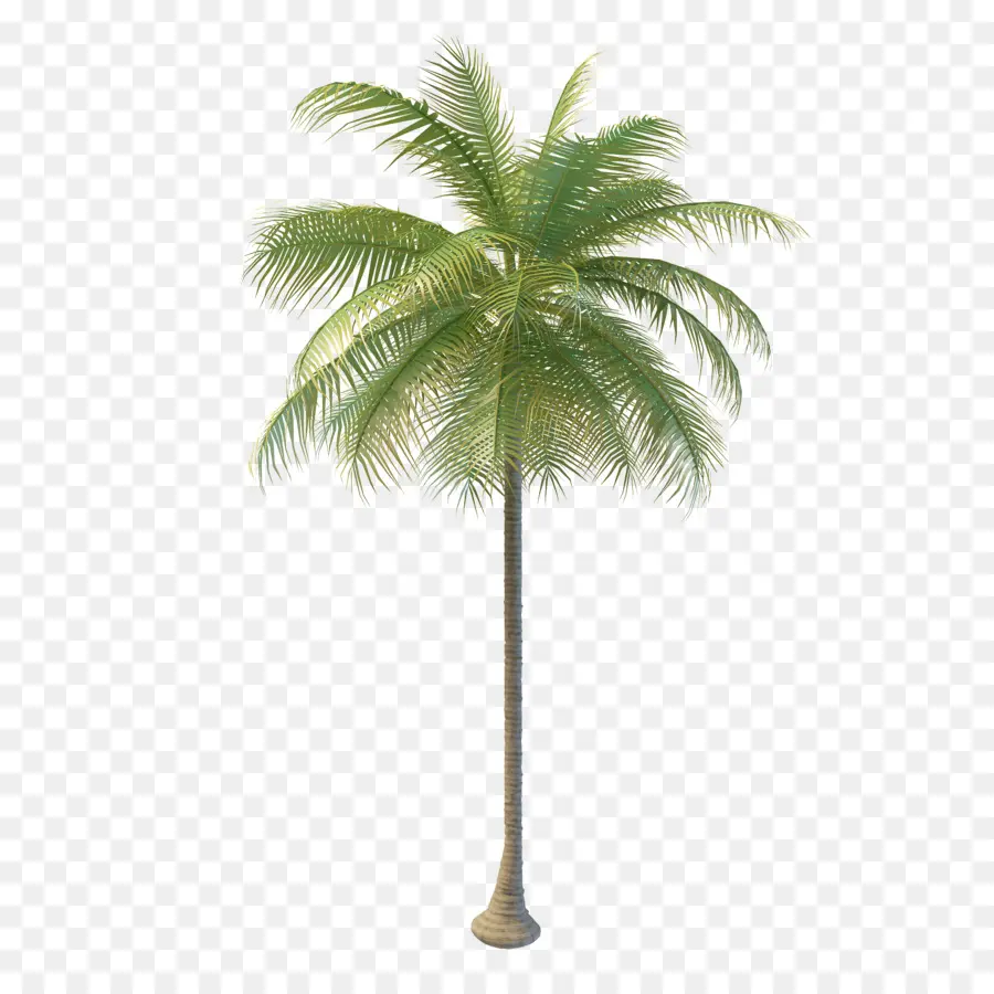 Arecaceae，кокосовая вода PNG