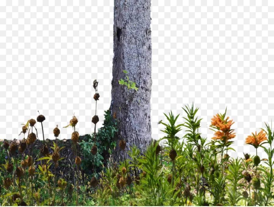 дикие деревья，дерево PNG