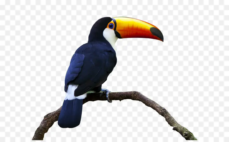 птица，Keelbilled тукан PNG