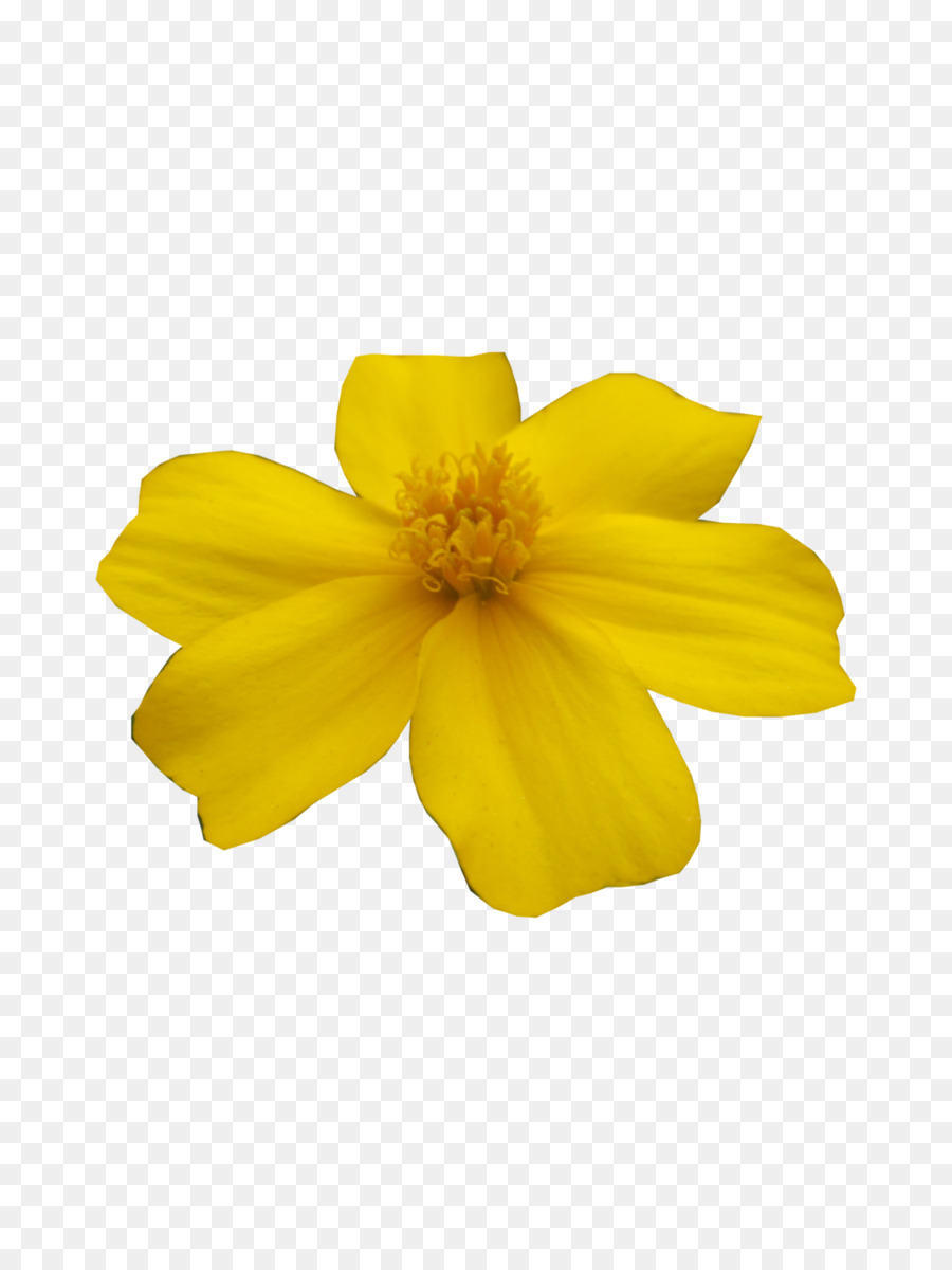 цветок，Longtailed Финч PNG