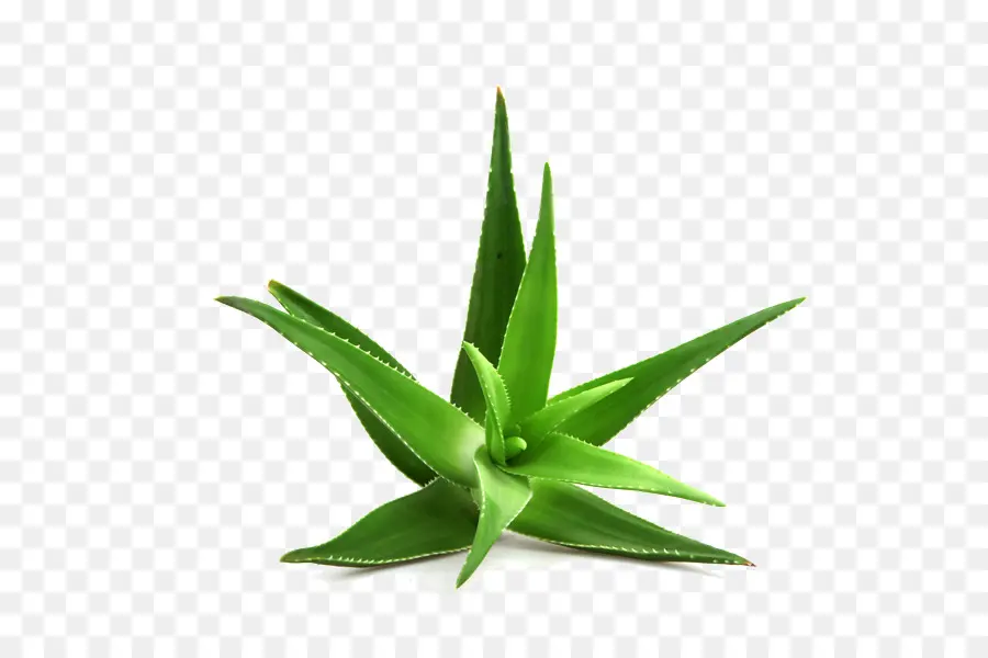 алоэ вера，Aloe Arborescens PNG