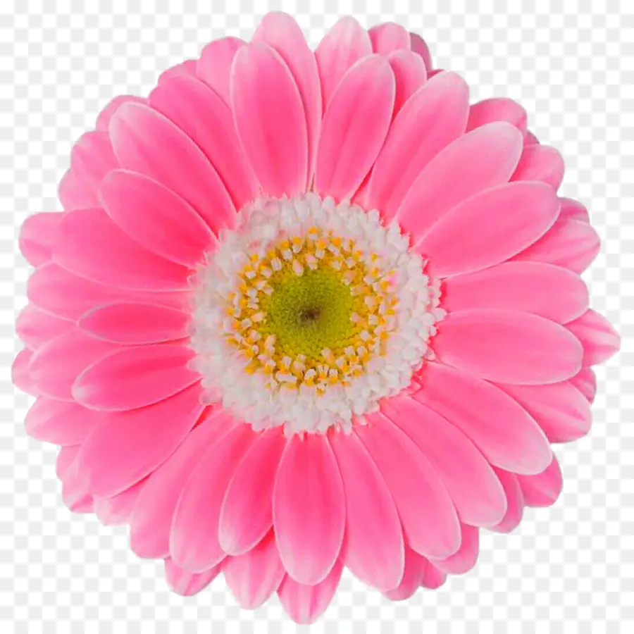 цветок，трансвааль Дейзи PNG