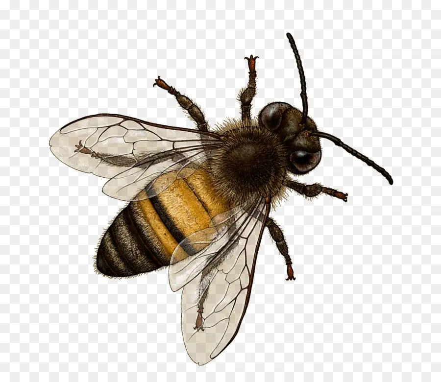 Пчелка，насекомое PNG