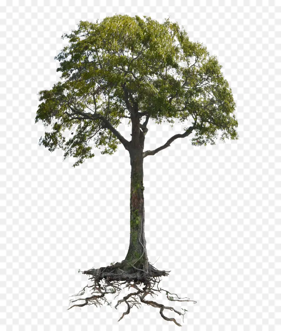 корень，дерево PNG