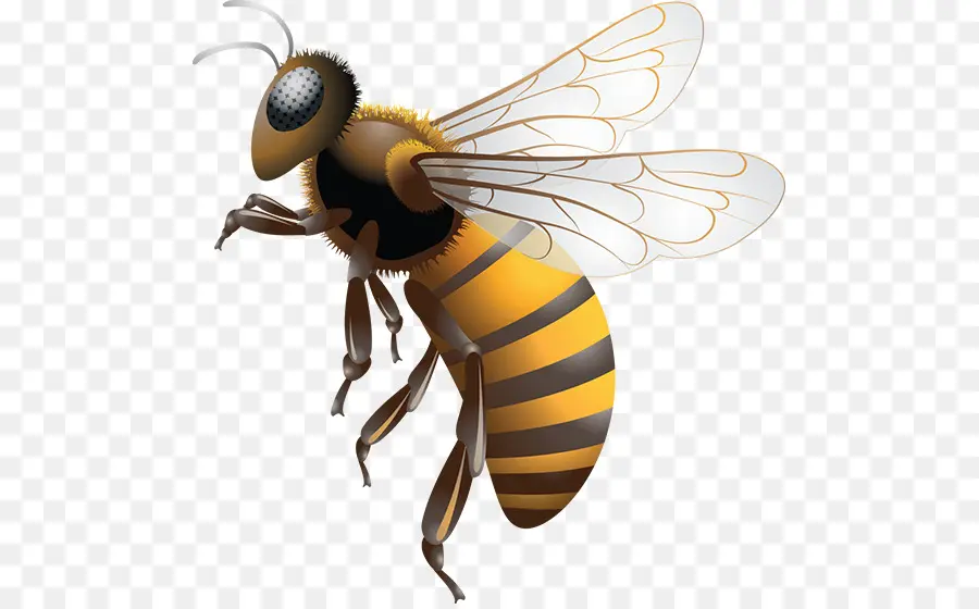 Западной медоносной пчелы，Пчелка PNG