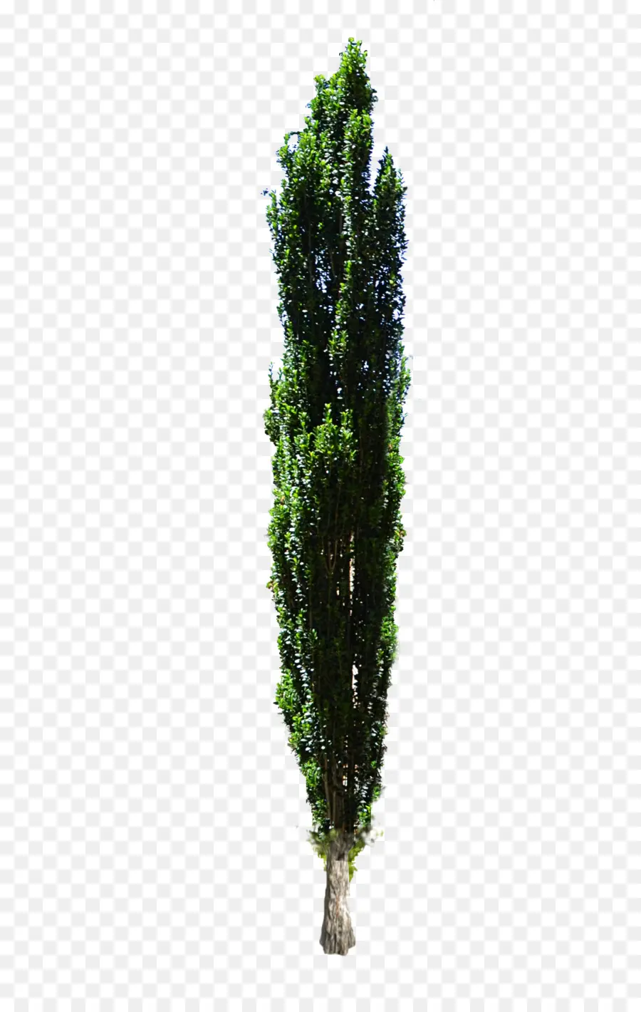 средиземноморский кипарис，дерево PNG