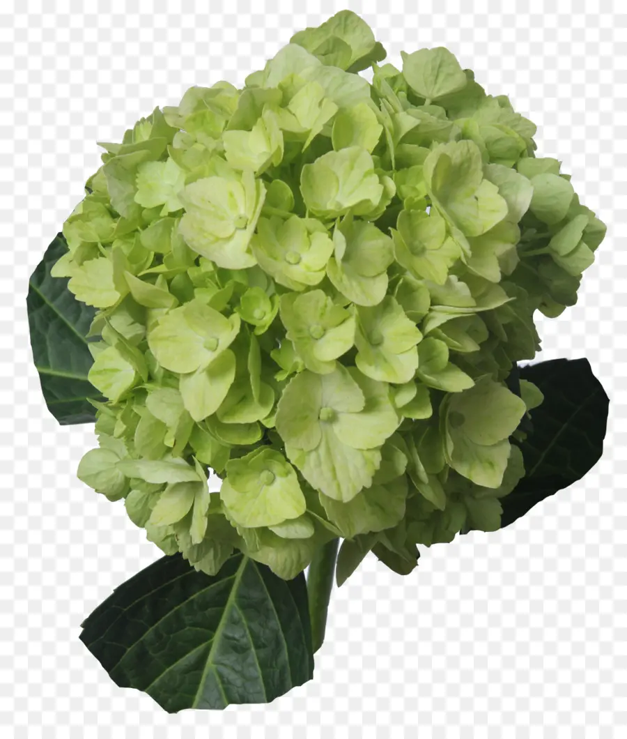 Гортензия，цветок PNG